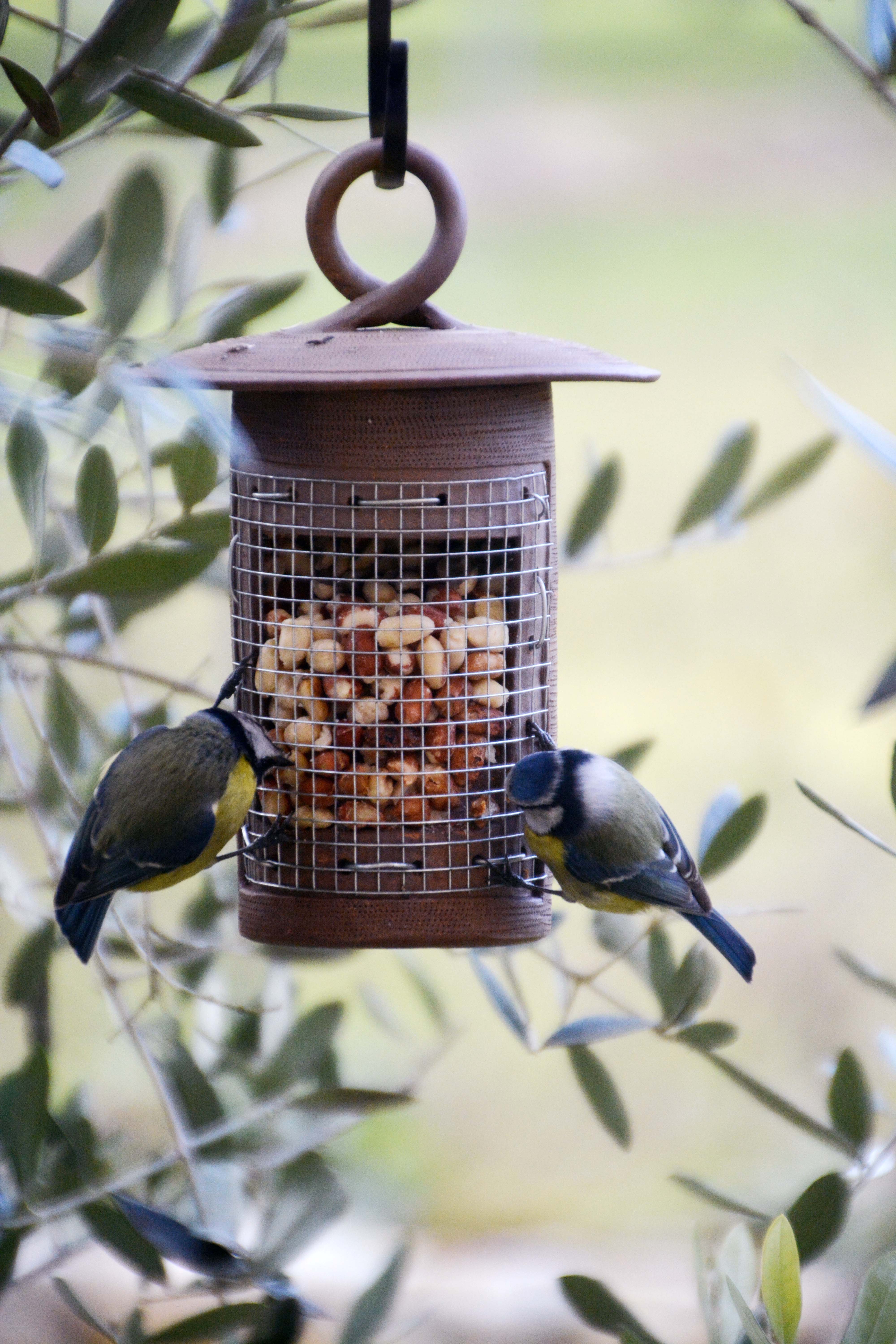 Mangeoire ou silo à cacahuètes pour les oiseaux – Objectif Terre