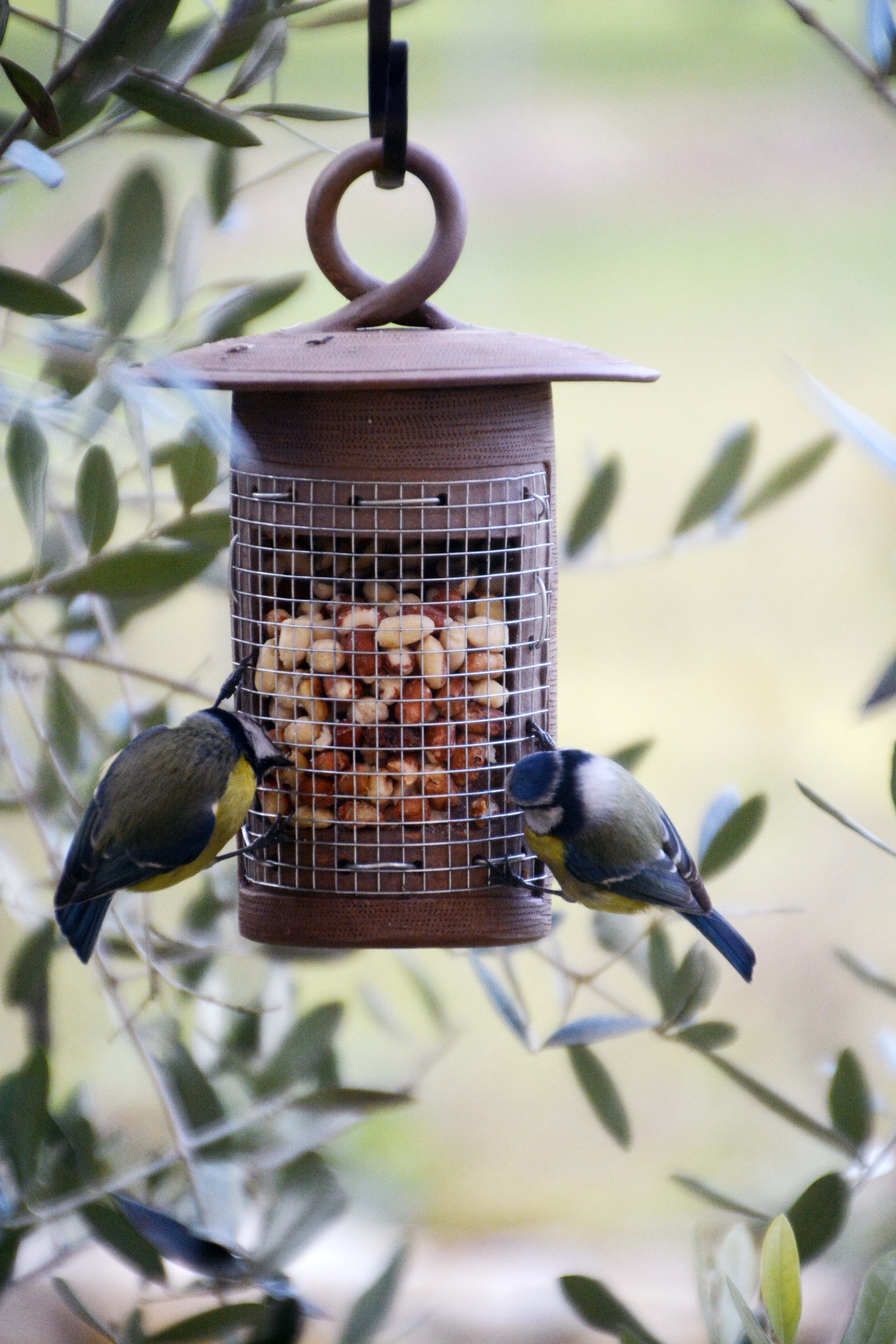 Cacahuètes décortiquées rouges pour oiseaux